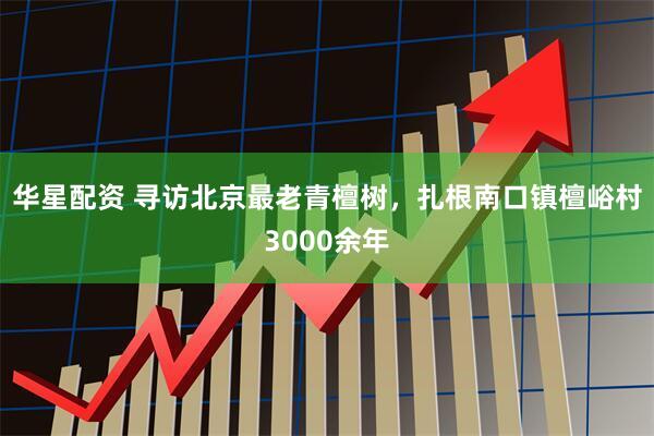 华星配资 寻访北京最老青檀树，扎根南口镇檀峪村3000余年